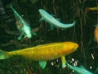 2 Large Gold Koi for sale