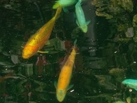 2 Large Gold Koi for sale