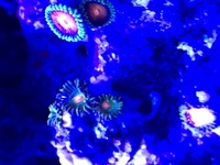 Corals zoas