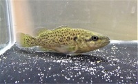 UPDATED: Living World (Canterbury) Current Stock - 06/08/2017