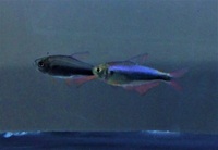 UPDATED: Living World (Canterbury) Current Stock - 06/08/2017