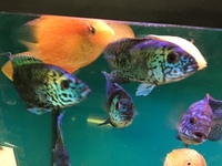 ELECTRIC BLUE JACK DEMPSEY ADULT PAIR £150 PR