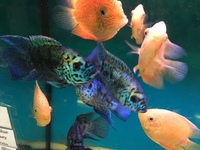 ELECTRIC BLUE JACK DEMPSEY ADULT PAIR £150 PR