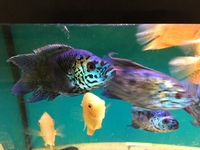 ELECTRIC BLUE JACK DEMPSEY ADULT PAIR £150 PR