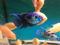 ELECTRIC BLUE JACK DEMPSEY ADULT PAIR £150 PR