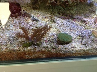 Coral frags, Loughborough, leicestershire