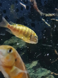 Tropheus Murago Congo (yellow)