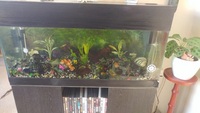 4 Foot Tank/Filter/Pump and Cabinet with 10 Platy and Babys