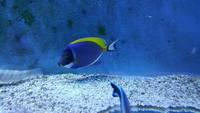 Marine fish Purple Tang powder blue goby