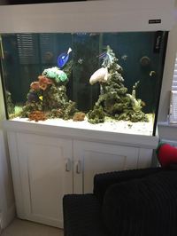 Marine fish tank and fish - all to go 