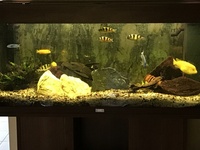 Juwel Rio 180 Tropical Aquarium Mature Full Setup with Cichlids and many extras