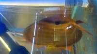 Proven Breeding Pair of Red Alenquer Discus