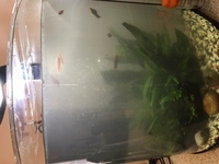 fish and 90lts tank for free?
