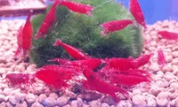 UPDATED: Living World (Canterbury) Current Stock - 06/08/2017