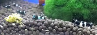 UPDATED: Living World (Canterbury) Current Stock - 06/08/2017