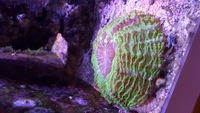 Acanthophyllia lps coral