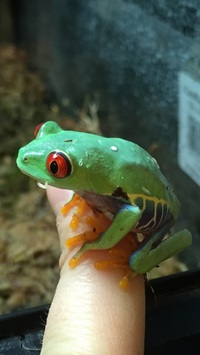 AQUATIC FINATIC NORTHALLERTON REPTILE STOCK LIST