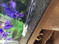 Various fish for sale