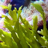 Macro Algae for the Marine Tank, Seahorse Aquarium and Nano-Tank. Beautiful as some Coral