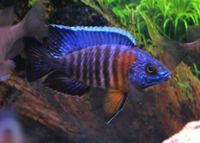 Malawi PEACOCKS CICHLIDS £3