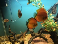 Fish tank full setup for sale