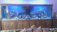 Dark wood marine aquarium 8 x 2 x 2.5ft