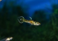 Yellow tiger Endlers - Pairs available £3 per pair