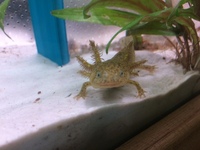 Juvenile Wild type Axolotls - free to a good home