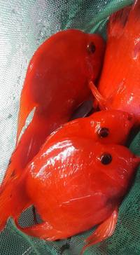 Red King Kong Parrots | London Delivery | Erith Collection