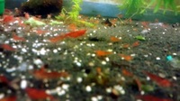 Red cherry shrimp (Neocaridina davidi) for sale £10 for 12 shrimp mixed M/F