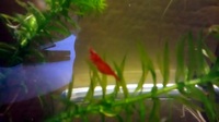 Red cherry shrimp (Neocaridina davidi) for sale £10 for 12 shrimp mixed M/F