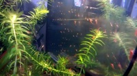 Red cherry shrimp (Neocaridina davidi) for sale £10 for 12 shrimp mixed M/F