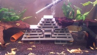 Pleco breeding caves for L numbers for sale L104, L46, L129 and most smaller plecos