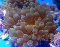 UK SHIPPING Marine Corals based in NW LONDON