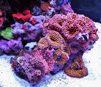 UK SHIPPING Marine Corals based in NW LONDON