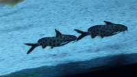 Synadontis Petricola/Lucipinis juveniles.