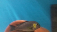 Joblot of tropheus for sale. Priced to clear