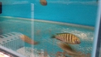 Joblot of tropheus for sale. Priced to clear
