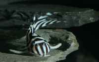 Quality L46 zebra pleco avalaible