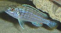 Malawi Cichlids for sale