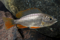 Malawi Cichlids for sale