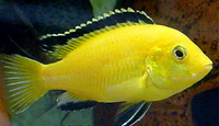 Malawi Cichlids for sale