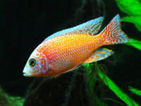 Malawi Cichlids for sale