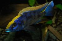 Malawi Cichlids for sale
