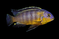 Malawi Cichlids for sale