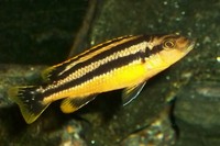 Malawi Cichlids for sale