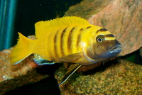 Malawi Cichlids for sale