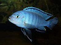 Malawi Cichlids for sale