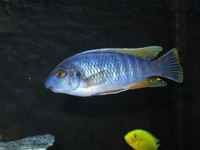 Malawi Cichlids for sale