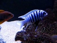 Malawi Cichlids for sale